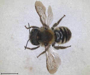  (Osmia dives - RMNH.INS.1663215)  @11 [ ] by-nc-sa (2024) Unspecified Naturalis Biodiversity Centre