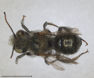  (Osmia forticornis - RMNH.INS.1663217)  @11 [ ] by-nc-sa (2024) Unspecified Naturalis Biodiversity Centre