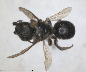  (Osmia hellados - RMNH.INS.1663220)  @11 [ ] by-nc-sa (2024) Unspecified Naturalis Biodiversity Centre