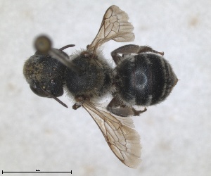  (Osmia heteracantha - RMNH.INS.1663223)  @11 [ ] by-nc-sa (2024) Unspecified Naturalis Biodiversity Centre