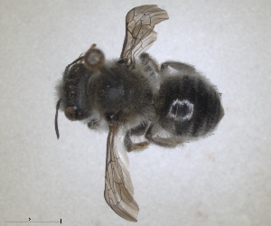  (Osmia iberica - RMNH.INS.1663226)  @11 [ ] by-nc-sa (2024) Unspecified Naturalis Biodiversity Centre