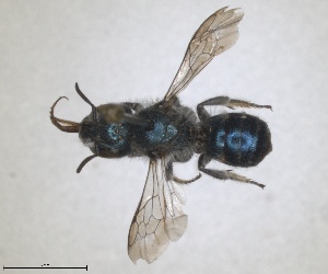  (Osmia laticauda - RMNH.INS.1663232)  @11 [ ] by-nc-sa (2024) Unspecified Naturalis Biodiversity Centre