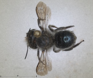  (Osmia madeirensis - RMNH.INS.1663235)  @11 [ ] by-nc-sa (2024) Unspecified Naturalis Biodiversity Centre