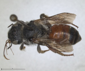  (Osmia melanura - RMNH.INS.1663238)  @11 [ ] by-nc-sa (2024) Unspecified Naturalis Biodiversity Centre