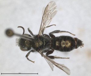  (Osmia nana - RMNH.INS.1663245)  @11 [ ] by-nc-sa (2024) Unspecified Naturalis Biodiversity Centre