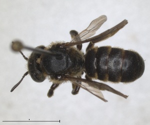  (Osmia nuda - RMNH.INS.1663247)  @11 [ ] by-nc-sa (2024) Unspecified Naturalis Biodiversity Centre