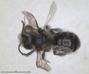  (Osmia rhodoensis - RMNH.INS.1663252)  @11 [ ] by-nc-sa (2024) Unspecified Naturalis Biodiversity Centre