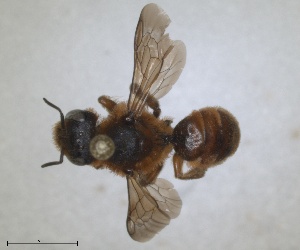  (Osmia rutila - RMNH.INS.1663253)  @11 [ ] by-nc-sa (2024) Unspecified Naturalis Biodiversity Centre