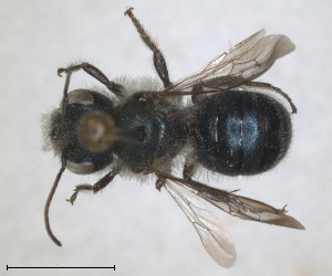  (Osmia subcornuta - RMNH.INS.1663258)  @11 [ ] by-nc-sa (2024) Unspecified Naturalis Biodiversity Centre