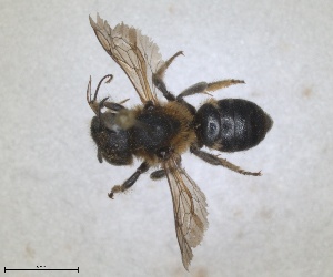  (Osmia sybarita - RMNH.INS.1663259)  @11 [ ] by-nc-sa (2024) Unspecified Naturalis Biodiversity Centre