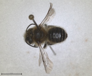  (Osmia tergestensis - RMNH.INS.1663262)  @11 [ ] by-nc-sa (2024) Unspecified Naturalis Biodiversity Centre