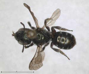  (Osmia teunisseni - RMNH.INS.1663264)  @11 [ ] by-nc-sa (2024) Unspecified Naturalis Biodiversity Centre