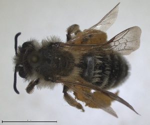  ( - RMNH.INS.1715552)  @11 [ ] by-nc-sa (2025) Unspecified Naturalis Biodiversity Center