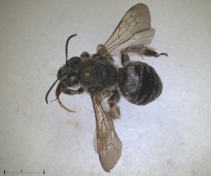  ( - RMNH.INS.1715586)  @11 [ ] by-nc-sa (2025) Unspecified Naturalis Biodiversity Center