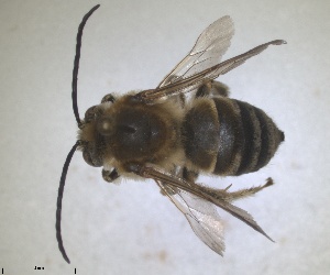  ( - RMNH.INS.1715587)  @11 [ ] by-nc-sa (2025) Unspecified Naturalis Biodiversity Center