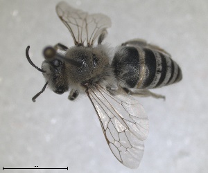  (Colletes carinatus - RMNH.INS.1715604)  @11 [ ] by-nc-sa (2025) Unspecified Naturalis Biodiversity Center