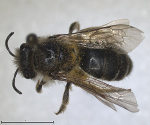  (Colletes cariniger - RMNH.INS.1715606)  @11 [ ] by-nc-sa (2025) Unspecified Naturalis Biodiversity Center
