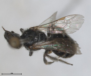  (Lasioglossum subaenescens - RMNH.INS.826047)  @11 [ ] by-nc-sa (2024) Unspecified Naturalis Biodiversity Centre