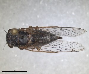  (Tettigetta pygmaea - ZMA.INS.1451869)  @11 [ ] by-nc-sa (2024) Unspecified Naturalis Biodiversity Centre