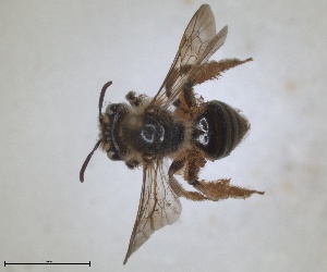  (Andrena mediovittata - ZMA.INS.5088629)  @11 [ ] by-nc-sa (2024) Unspecified Naturalis Biodiversity Centre