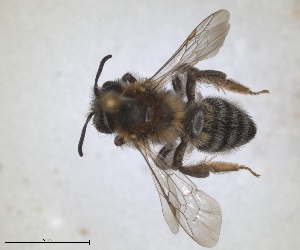 (Andrena freygessneri - ZMA.INS.5103974)  @11 [ ] by-nc-sa (2024) Unspecified Naturalis Biodiversity Centre