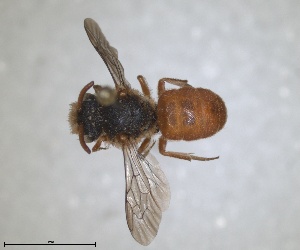  (Dioxys ardens - ZMA.INS.5103986)  @11 [ ] by-nc-sa (2024) Unspecified Naturalis Biodiversity Centre