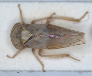  (Tremulicerus dimidiatus - ZMA.INS.5135326)  @11 [ ] by-nc-sa (2024) Unspecified Naturalis Biodiversity Centre