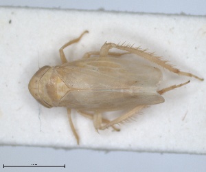  (Euscelis alsioides - ZMA.INS.5135332)  @11 [ ] by-nc-sa (2024) Unspecified Naturalis Biodiversity Centre