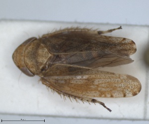  (Fieberiella ida - ZMA.INS.5135334)  @11 [ ] by-nc-sa (2024) Unspecified Naturalis Biodiversity Centre
