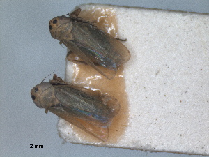  (Deltocephalus maculiceps - ZMA.INS.5139132)  @11 [ ] by-nc-sa (2024) Unspecified Naturalis Biodiversity Centre