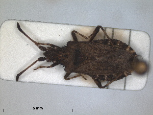  (Arenocoris waltlii - ZMA.INS.5139138)  @11 [ ] by-nc-sa (2024) Unspecified Naturalis Biodiversity Centre