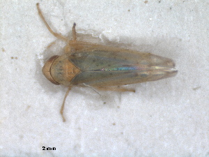  (Eupteryx adspersa - ZMA.INS.5139142)  @11 [ ] by-nc-sa (2024) Unspecified Naturalis Biodiversity Centre