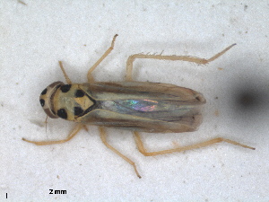  (Eupteryx austriaca - ZMA.INS.5139143)  @11 [ ] by-nc-sa (2024) Unspecified Naturalis Biodiversity Centre