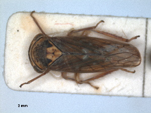  (Idiocerus vicinus - ZMA.INS.5139151)  @11 [ ] by-nc-sa (2024) Unspecified Naturalis Biodiversity Centre