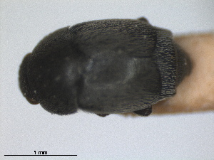  (Brachypterolus anthirrhini - ZMA.INS.5139834)  @11 [ ] by-nc-sa (2024) Unspecified Naturalis Biodiversity Centre