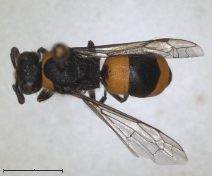  (Ancistrocerus ebusianus - ZMA.INS.5139844)  @11 [ ] by-nc-sa (2024) Unspecified Naturalis Biodiversity Centre