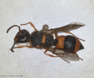  (Ancistrocerus kerneri - ZMA.INS.5139846)  @11 [ ] by-nc-sa (2024) Unspecified Naturalis Biodiversity Centre