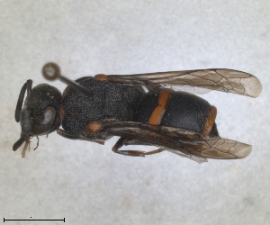  (Euodynerus reflexus - ZMA.INS.5139852)  @11 [ ] by-nc-sa (2024) Unspecified Naturalis Biodiversity Centre