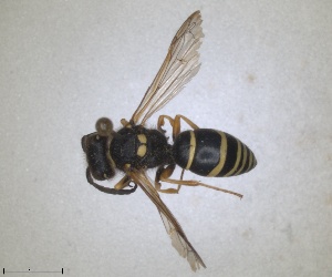  (Odynerus rotundigaster - ZMA.INS.5139870)  @11 [ ] by-nc-sa (2024) Unspecified Naturalis Biodiversity Centre