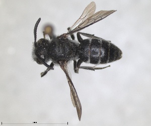  (Dioxys atlanticus - ZMA.INS.5142848)  @11 [ ] by-nc-sa (2024) Unspecified Naturalis Biodiversity Centre