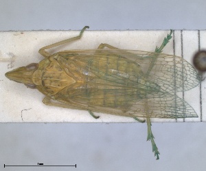  (Dictyophara oertzeni - ZMA.INS.5145129)  @11 [ ] by-nc-sa (2024) Unspecified Naturalis Biodiversity Centre