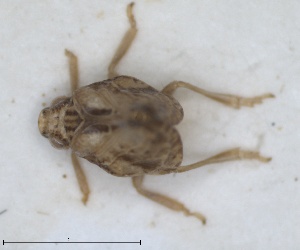  (Cyphopterum graciosae - ZMA.INS.5145138)  @11 [ ] by-nc-sa (2024) Unspecified Naturalis Biodiversity Centre