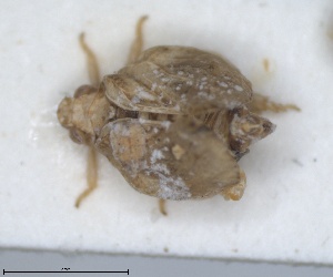  (Cyphopterum psammophilum - ZMA.INS.5145139)  @11 [ ] by-nc-sa (2024) Unspecified Naturalis Biodiversity Centre