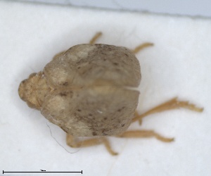  (Cyphopterum salinum - ZMA.INS.5145140)  @11 [ ] by-nc-sa (2024) Unspecified Naturalis Biodiversity Centre