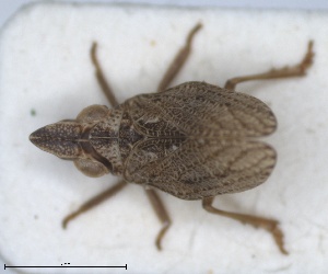  (Conosimus - ZMA.INS.5145143)  @11 [ ] by-nc-sa (2024) Unspecified Naturalis Biodiversity Centre