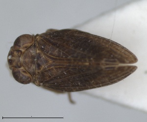  (Latilica - ZMA.INS.5145144)  @11 [ ] by-nc-sa (2024) Unspecified Naturalis Biodiversity Centre