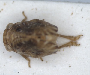  (Clybeccus - ZMA.INS.5145146)  @11 [ ] by-nc-sa (2024) Unspecified Naturalis Biodiversity Centre