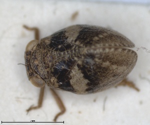 (Hysteropterum alicantium - ZMA.INS.5145147)  @11 [ ] by-nc-sa (2024) Unspecified Naturalis Biodiversity Centre