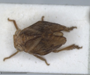  (Bubastia ludviki - ZMA.INS.5145148)  @11 [ ] by-nc-sa (2024) Unspecified Naturalis Biodiversity Centre