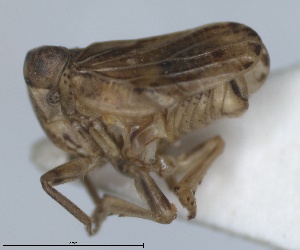  (Tshurtshurnella - ZMA.INS.5145150)  @11 [ ] by-nc-sa (2024) Unspecified Naturalis Biodiversity Centre